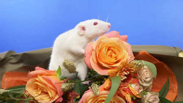 Ratón blanco lindo en un ramo de rosas. espacio de copia. Felicitaciones. —  Fotos de Stock