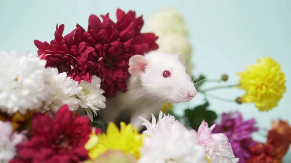 Uroczy biały szczur na bukiecie kolorowych chryzantemy. przestrzeń kopiowania — Zdjęcie stockowe