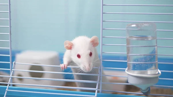 Kafesteki sevimli beyaz fare. Çin takviminde yılın evcil hayvan sembolü — Stok fotoğraf