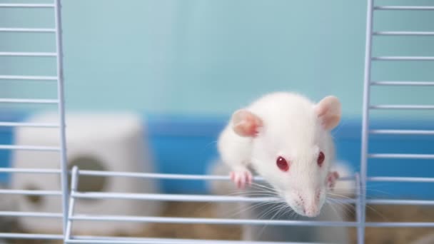 Leuke witte rat in een kooi. huisdier symbool van het jaar van de Chinese kalender — Stockvideo