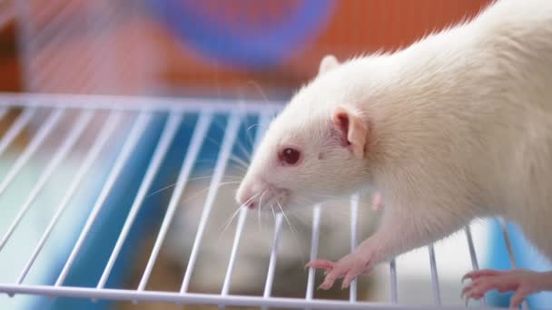 Uroczy biały szczur w klatce. symbol roku kalendarza chińskiego — Wideo stockowe