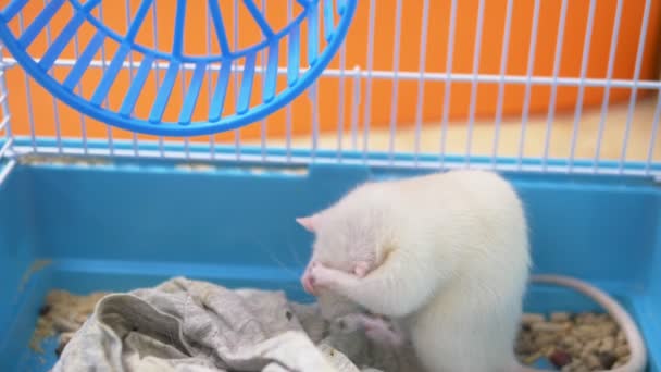 niedliche weiße Ratte in einem Käfig. Haustiersymbol des Jahres des chinesischen Kalenders