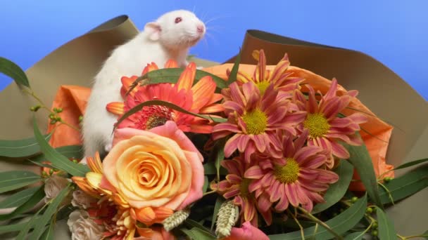 Ratón blanco lindo en un ramo de rosas. espacio de copia. Felicitaciones. — Vídeos de Stock