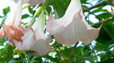 Datura 'nın büyük pembe çiçekleri. Şeytan çiçekleri ya da melek trompetleri