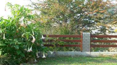 Verura vulgaris 'in çiçek açan çalısı ile peyzaj tasarımının düzenlenmesi. 