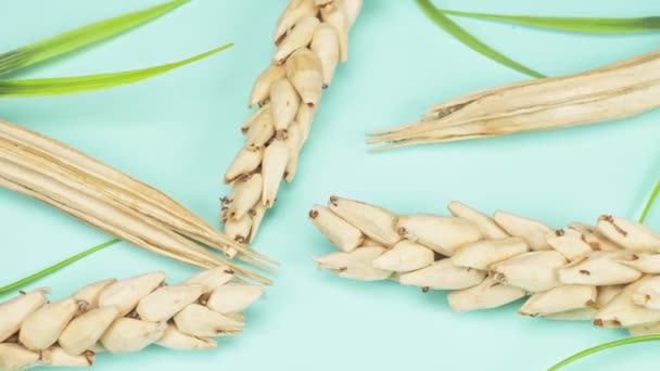 Dry spikelets on a blue background. fashion color background — Stock Video