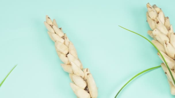 Dry spikelets on a blue background. fashion color background — Stock Video