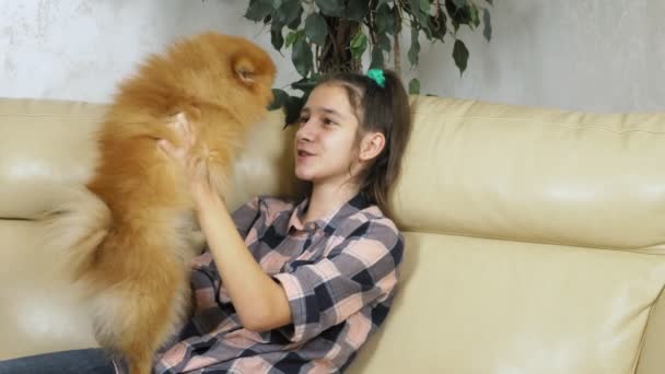 Girl playing with a pomeranian dog sitting on a sofa at home — 비디오