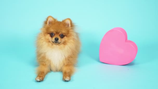 Cute red spitz with heart shaped gift box and flowers on blue background. — Stock Video