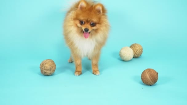 Söt röd pommerska på en blå bakgrund. sällskapsdjur små hundar — Stockvideo