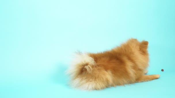 Bonito vermelho pomeranian em um fundo azul. animais de estimação cães pequenos — Vídeo de Stock