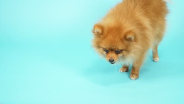 Imut pomeranian merah pada latar belakang biru. hewan peliharaan anjing kecil — Stok Video