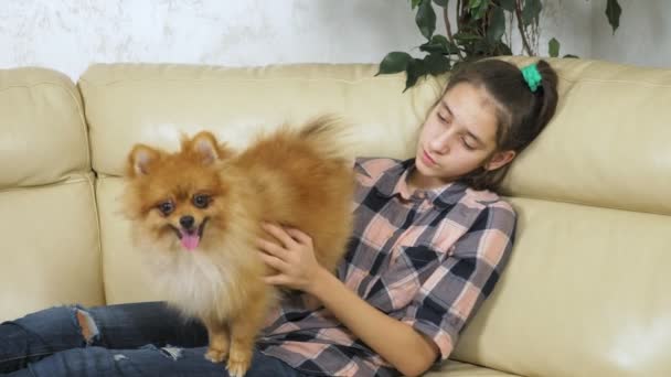 Kız, evdeki kanepede oturan Pomeranian köpeğiyle oynuyor. — Stok video