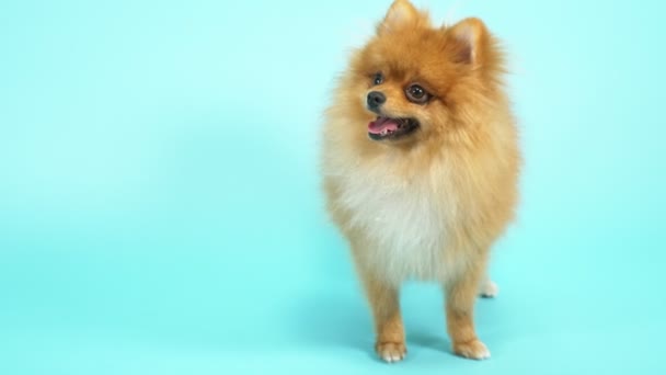 Mavi arka planda şirin kırmızı bir Pomeranian. evcil köpekler — Stok video