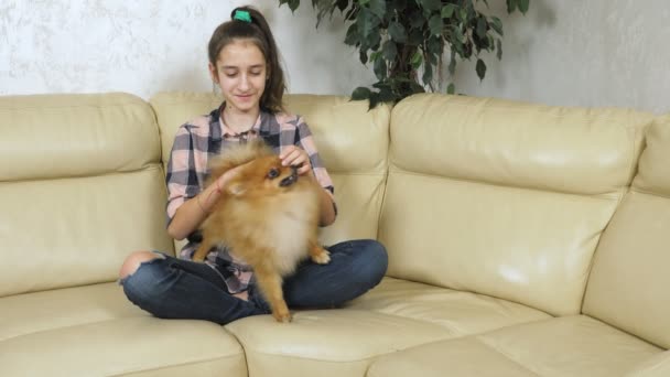 Tyttö leikkii pomeranian koira istuu sohvalla kotona — kuvapankkivideo