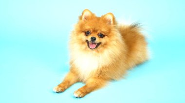 Mavi arka planda şirin kırmızı bir Pomeranian. evcil köpekler