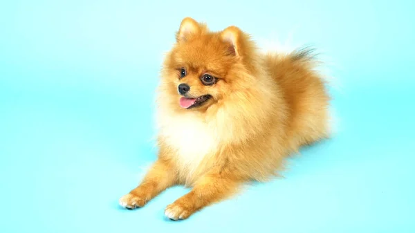 Lindo pomeranian rojo sobre un fondo azul. mascotas perros pequeños —  Fotos de Stock