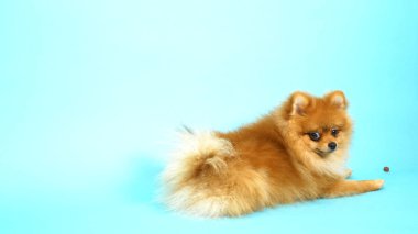 Mavi arka planda şirin kırmızı bir Pomeranian. evcil köpekler