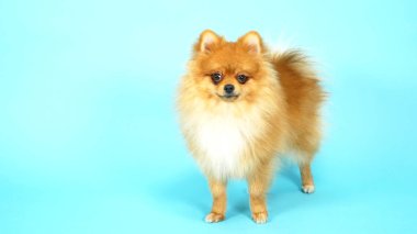 Mavi arka planda şirin kırmızı bir Pomeranian. evcil köpekler