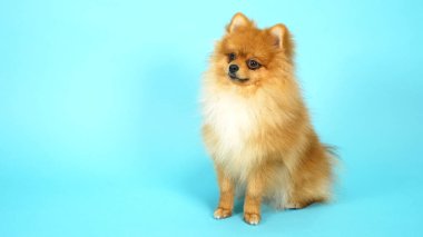 Mavi arka planda şirin kırmızı bir Pomeranian. evcil köpekler