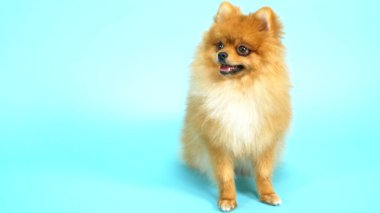 Mavi arka planda şirin kırmızı bir Pomeranian. evcil köpekler