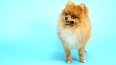 Mavi arka planda şirin kırmızı bir Pomeranian. evcil köpekler