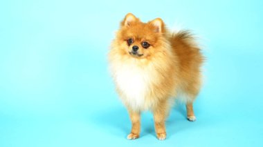 Mavi arka planda şirin kırmızı bir Pomeranian. evcil köpekler