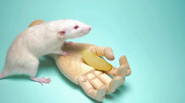 Drewniana dłoń trzymająca jabłko i białego szczura na niebieskim tle — Zdjęcie stockowe