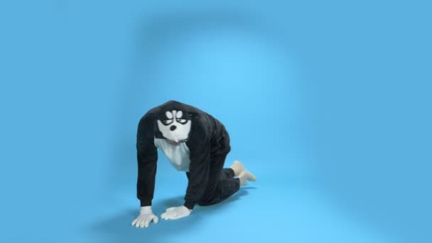 Un uomo in costume da cane su sfondo blu. copiare spazio. umorismo — Video Stock