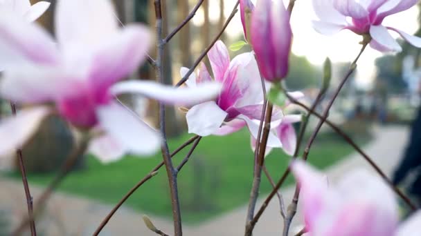 O rosa. Magnolia flores no fundo borrado rua da cidade. Passageiros desfocados — Vídeo de Stock