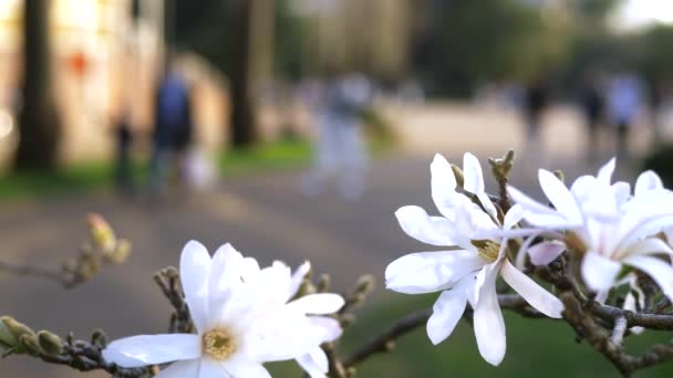 De witte Magnolia bloemen op wazig achtergrond stad straat — Stockvideo