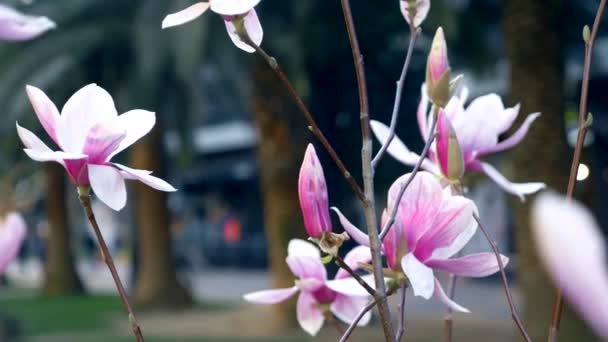 The pink. Magnolia flowers on blurred background city street. blurry passers — Stock Video