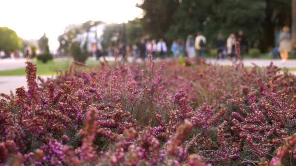 The flowers of Heather on the lawns of the city Park — стокове відео