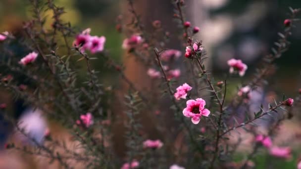 都市公園の木の枝に中国桃の花 — ストック動画