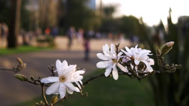 Białe kwiaty Magnolii na rozmytym tle ulicy miasta — Wideo stockowe