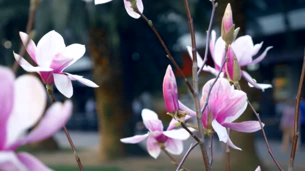 The pink. Magnolia flowers on blurred background city street. blurry passers — Stock Video