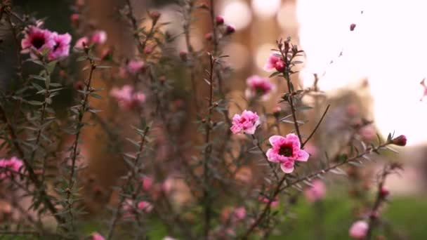 Bunga-bunga persik Cina pada cabang-cabang pohon di taman kota — Stok Video