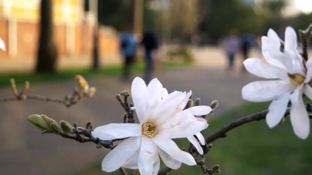 Białe kwiaty Magnolii na rozmytym tle ulicy miasta — Wideo stockowe