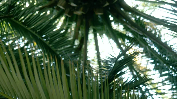 Fechar. folhas de palma contra o céu. vista inferior — Fotografia de Stock