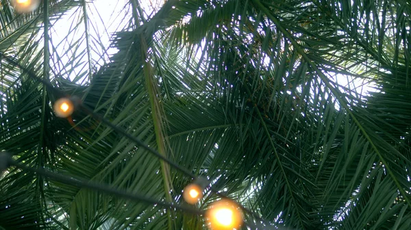 Close-up, palmbladeren en een bloemenslinger van lampen. tegen de lucht — Stockfoto