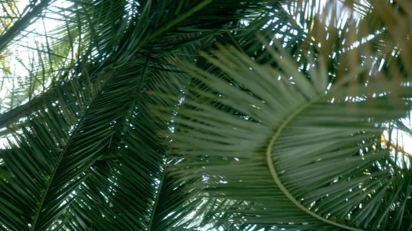 Zbliżenie. liście palmowe na niebie. widok z dołu — Zdjęcie stockowe