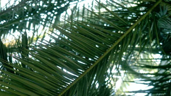 Closeup . palm leaves against the sky. bottom view — Stock Photo, Image