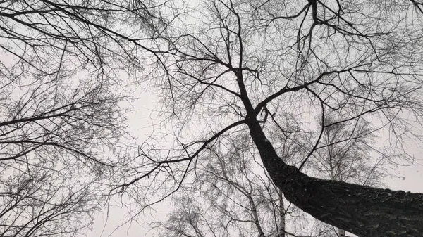 A vista de baixo para cima. neve cai através das árvores — Fotografia de Stock