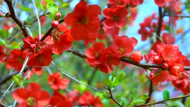 Hermosas flores rojas de membrillo japonés en el jardín contra el cielo — Vídeos de Stock