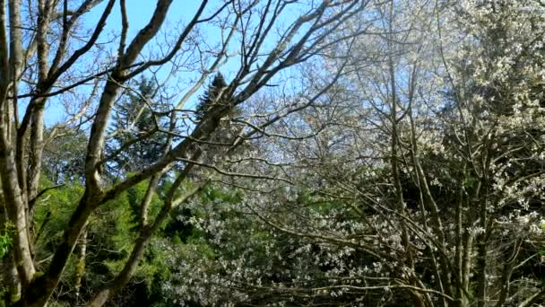 Blühender Baum weiße Magnolie im Park zwischen den Bäumen — Stockvideo