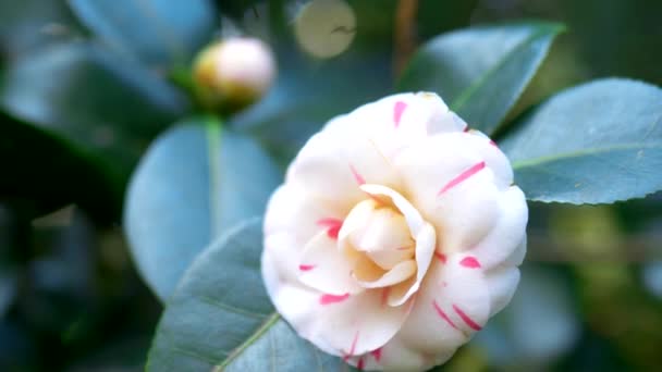 Closeup of a white pink camellia flower in a park. — Stock Video