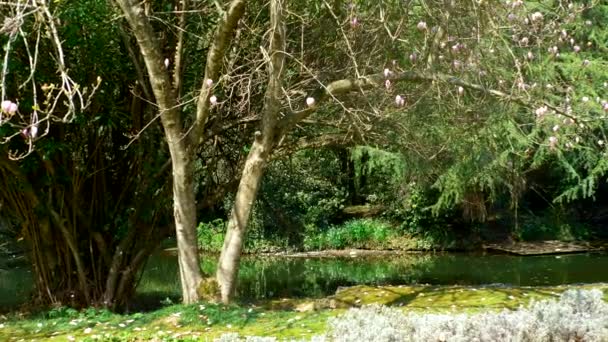 Blühender Baum weiße Magnolie im Park zwischen den Bäumen — Stockvideo