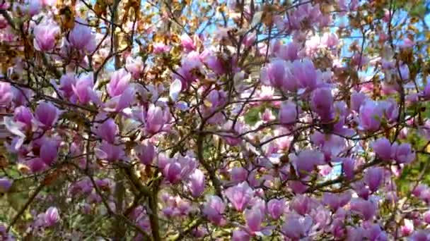 Frondosas ramas florecientes de un árbol de magnolia rosa. espacio de copia — Vídeos de Stock