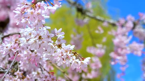 Flores de sakura sobre un fondo de follaje joven de árboles y el cielo azul — Vídeo de stock