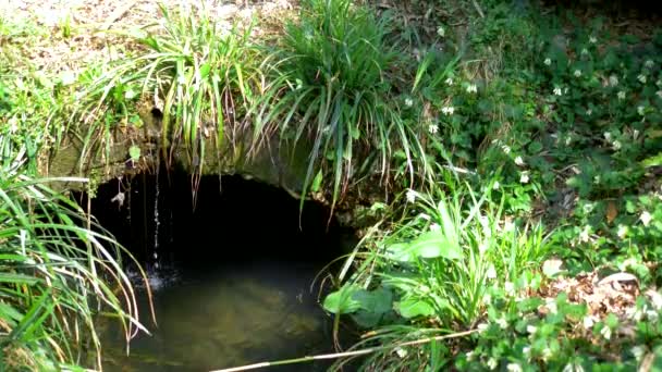 Landschaftsbau. eine kleine Brücke über einen Bach mit Gras und Blumen — Stockvideo